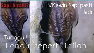 Download lagu WAKTU IB/BIRAHI KAWIN SAPI TEPAT 24JAM mp3 Download lagu WAKTU IB/BIRAHI KAWIN SAPI TEPAT 24JAM mp3
