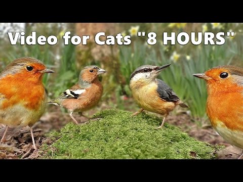 Cat Entertainment : Video and Bird Sounds for Cats * The Ultimate 8 HOURS *