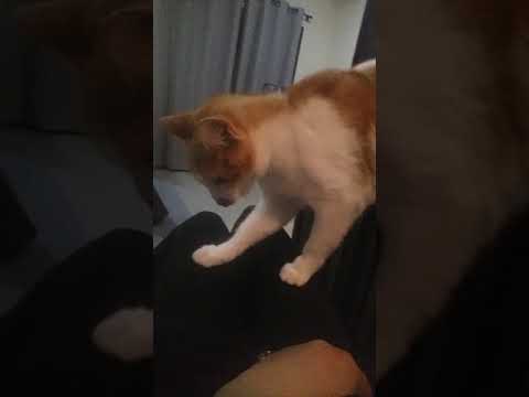 GAto demostra reações fofas demais !!!