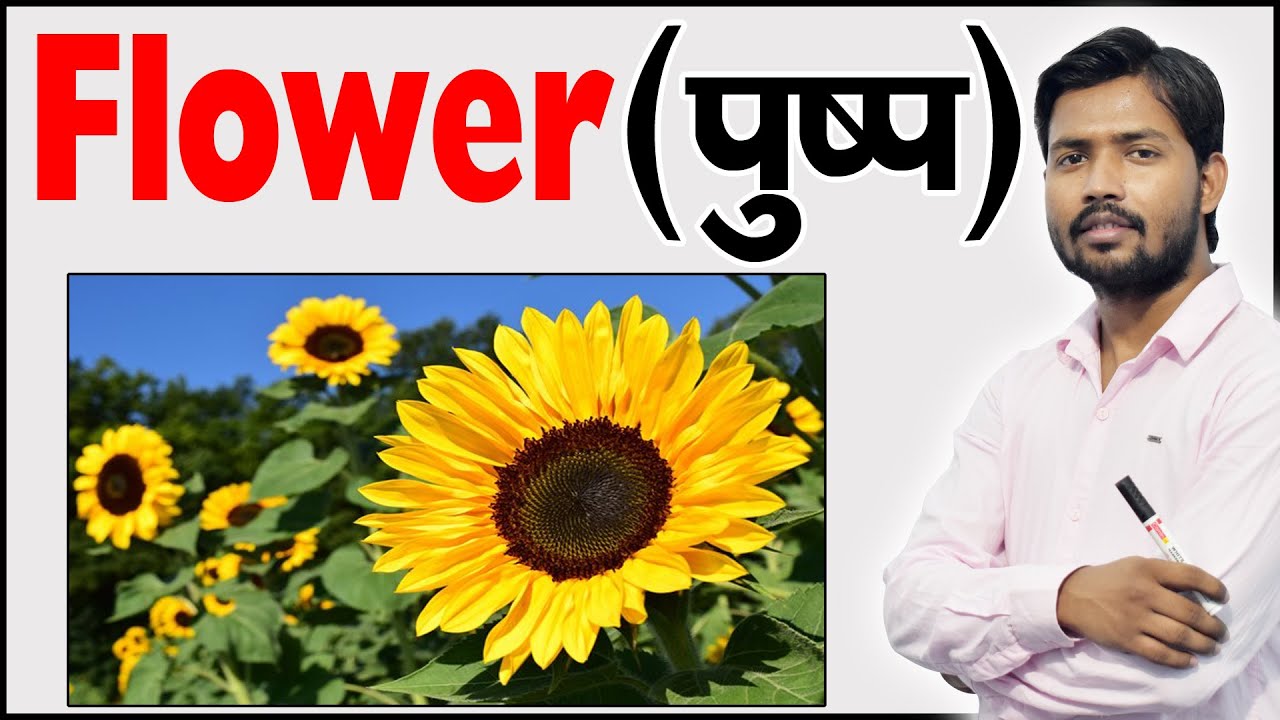 फूल के भाग | Parts of Flower | Structure of a Flower | Function of Flower | Botany