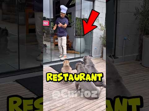 RESTAURANTUL UNDE DOAR CÂINII POT INTRA!😱🍽️ #povesti
