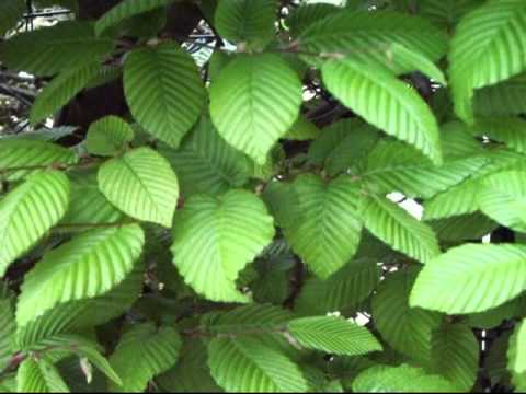 Anteprima: Il castagneto