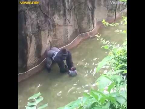 un enfant de 4 ans tombe dans lenclos avec les gorilles terrifie il est pr/ svp abonne-toi