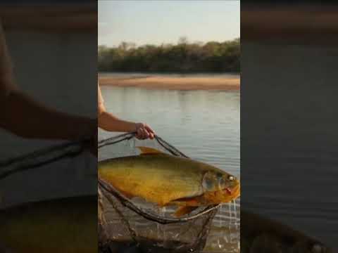 Kenji e a Dourada do Rio Araguaia Araguaiana MT  #caminhoparaumavidamelhor #rioaraguaia #shorts