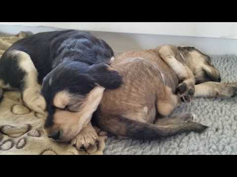 Bashir and Chablis Puppies 20180221 132221