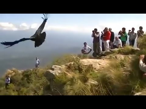 Watch the flight of world's biggest flying bird-Andean Condor|What a beautiful bird it is! Do watch|