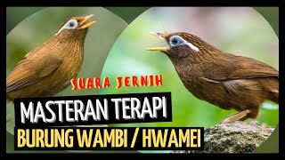 Download lagu MASTERAN TERAPI SUARA BURUNG WAMBI / HWAMEI GACOR SUARA JERNIH mp3