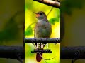 Singing nightingale  || The best bird song || #shorts #birds