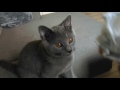 Azul Ruso - Russian Blue vs Chartreux - Difference Explained