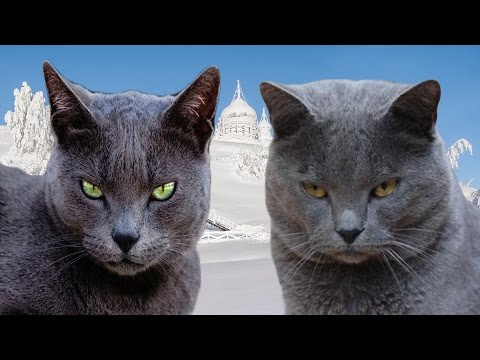 Russian Blue vs Chartreux - Difference Explained
