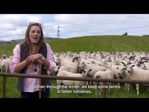 Farming Foodsteps On Farm Video Series: Golland Farm Episode 5