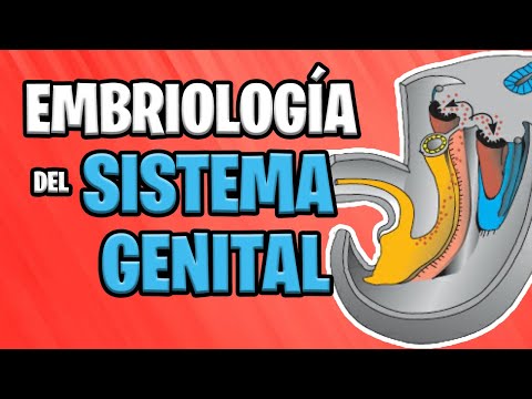 ✅ EMBRIOLOGÍA del SISTEMA GENITAL 👦🏻👧🏻 | Sistema UROGENITAL