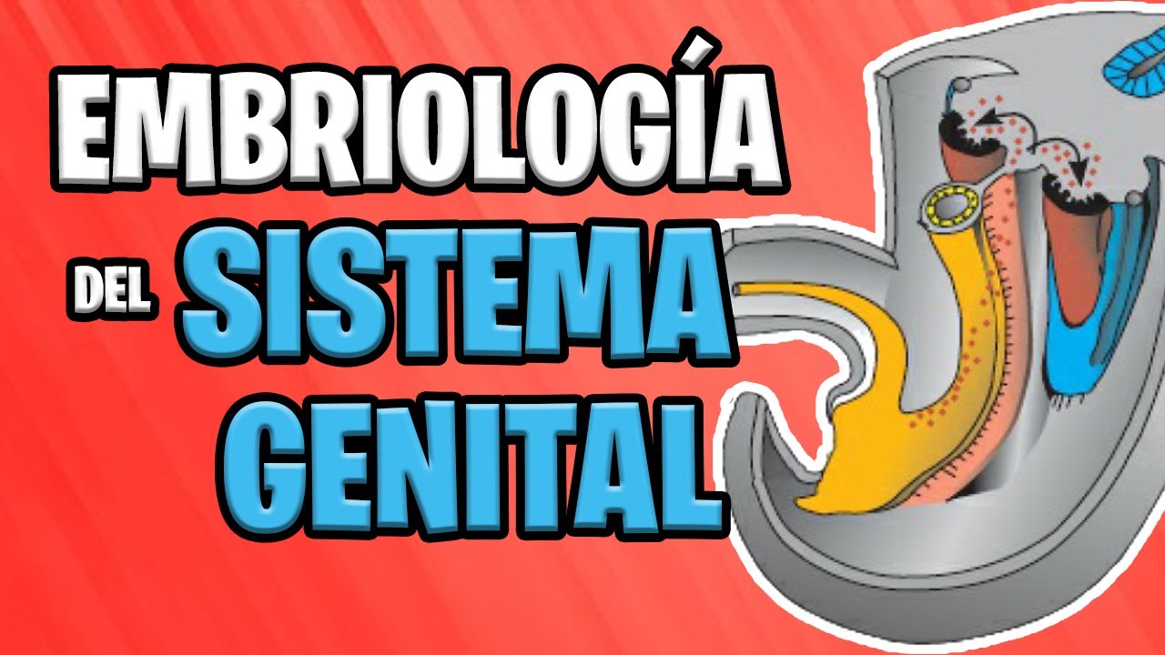 ✅ EMBRYOLOGY of the GENITAL SYSTEM 👦🏻👧🏻 | UROGENITAL System