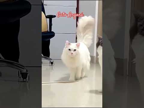 Gato Angorá #gatoangora #gatos #gatosengraçados