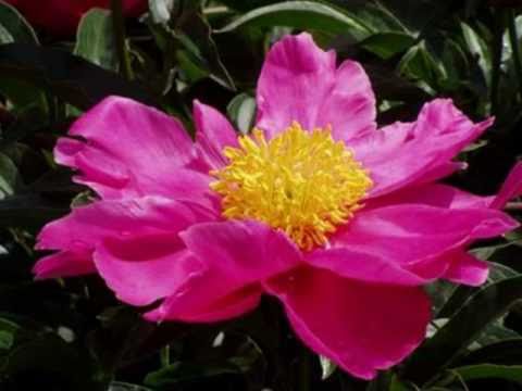 My Choice - Émile Waldteufel: Estudiantina Waltz