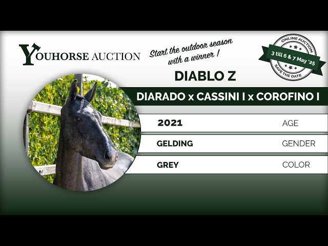 Diablo under the saddle at home