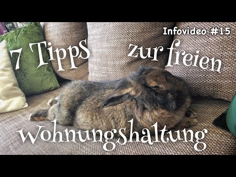, title : '7 Tipps zur freien Wohnungshaltung von Kaninchen'