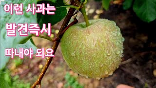 과심곰팡이병에 걸린 사과를 보여 드리겠습니다