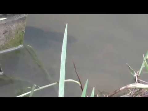 Baby fish hide inside mother| It's look like finding Nemo |  Rock fish । Do not miss the extreme