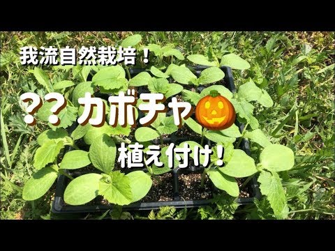皮ごと食べられるかぼちゃはどれ? 植物