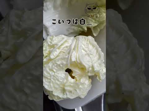 園芸 サラセン、サラセニア