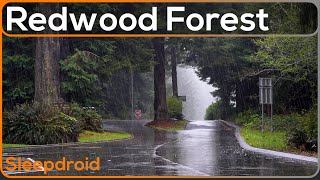 ► Relaxing Rain Sounds for Sleeping: Redwood Forest Rest Area Rainstorm