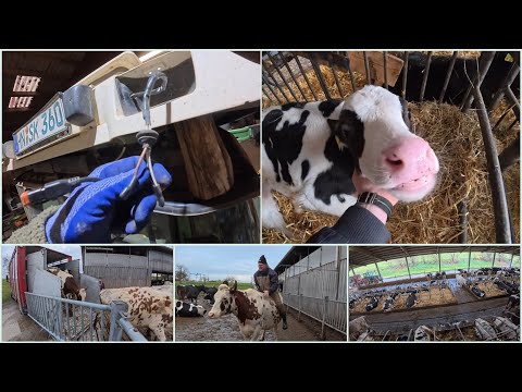FarmVlog#251 - What to do after the stressful time?