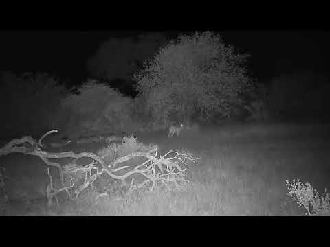 Djuma: Impalas on alert - 20:27 - 05/02/2023