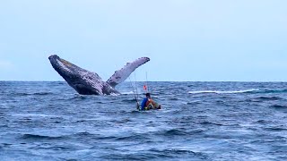 Kayak Fisherman Hooks Humpback Whale in Panama