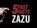 Fast Facts: Zazu