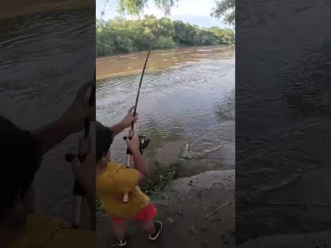 Pesca de Dorados y Bagres en el río gastona. Atahona, Tucumán. #pesca #pez #rio #dorados #argentina