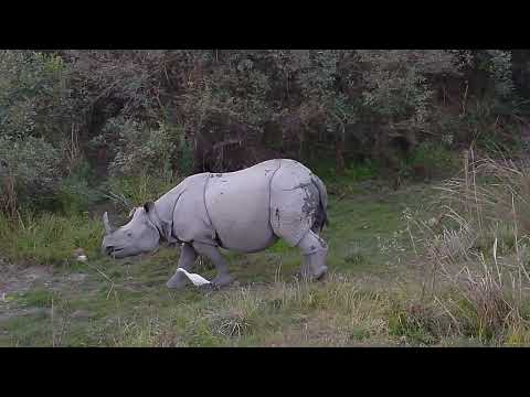 Rahno eating food in the Grass