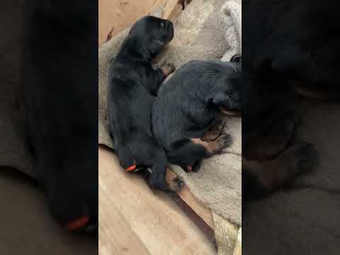 How Doberman tails are Docked #doberman #howto #tutorial #diy #pups #puppies #docking