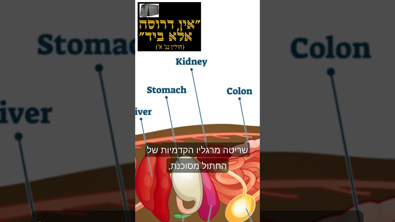 ארס החתול