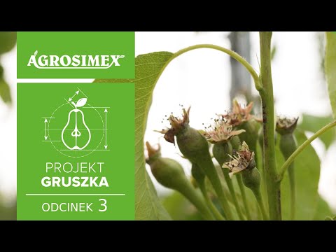 Projekt Gruszka odc. 3 - Sposób na sukces w uprawie grusz | Agrosimex