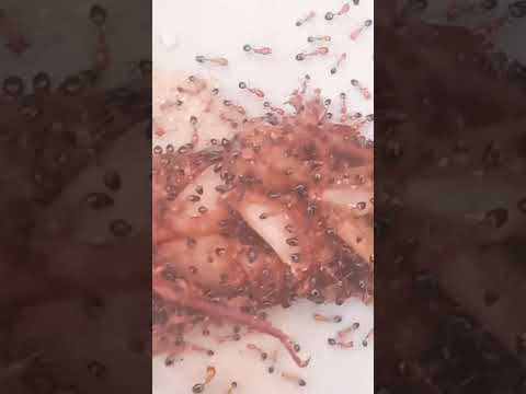 Ultimate Cockroach Survival Guide