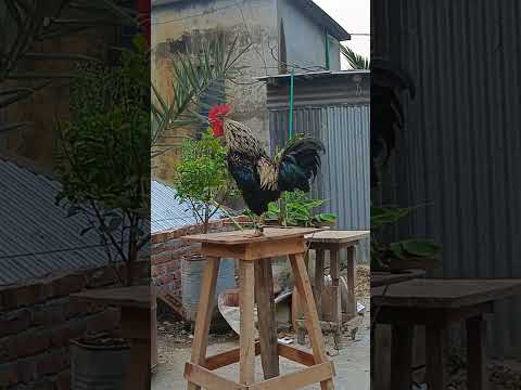 THE BIG ROOSTERS CROWING COMPILATION #rooster #roostercrowing #chicken #roostersound #crowing
