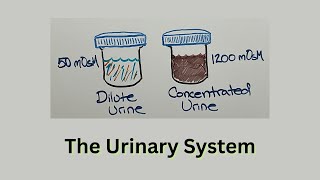 Renal System