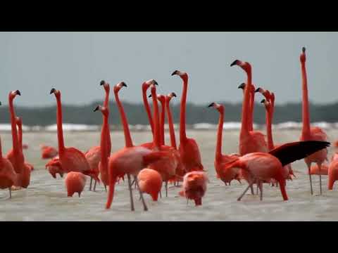 Pink Water Birds - Flamingo (8k-HDR)-|Relaxation Music | Calming Music