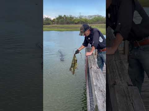 Bully the American Crocodile doing his part! #crocodile #goated #wildlife #nature #training