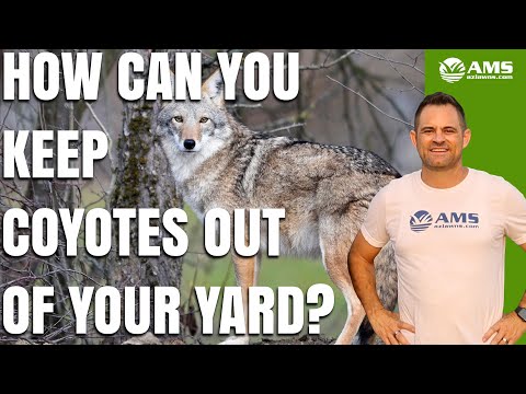 How to Keep Phoenix Coyotes Out of Your Yard