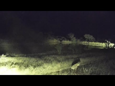 Djuma: Lone Hyena walks by and pauses-then Hyenas heard calling - 02:35 - 05/29/20