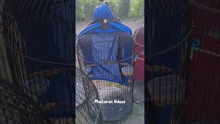 Download lagu Sogon Nembak zipper pleci #sogon #sogonmania #plecigacornembak #sogonisian mp3 Download lagu Sogon Nembak zipper pleci #sogon #sogonmania #plecigacornembak #sogonisian mp3