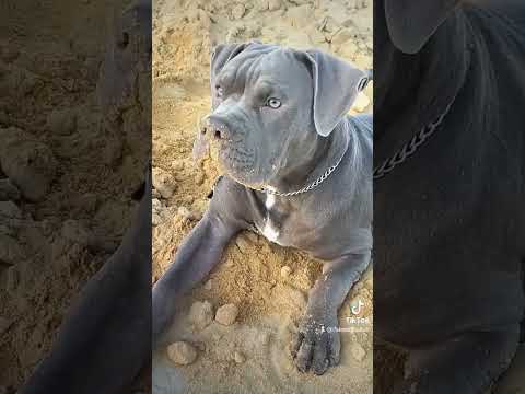 Big homie King COBAIN 👑#xlbully #dog #puppy #americanbully #xlamericanbully #abkc