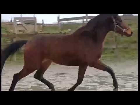 Pontifical van de Pluum (PRIME TIME x FOR DANCE) - Video 4 video thumbnail
