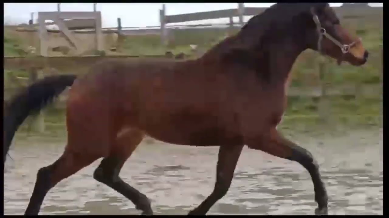 Pontifical van de Pluum (PRIME TIME x FOR DANCE) video 2