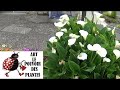 Jardinage: Arum blanc: Culture et division: Plante vivace