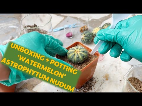 , title : 'Cactus (Astrophytum nudum): 🌵 Unboxing + Potting Super Cute and Striped Astrophytum nudum Watermelon'