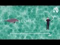 What is Echolocation? | Brain Waves Episode 5