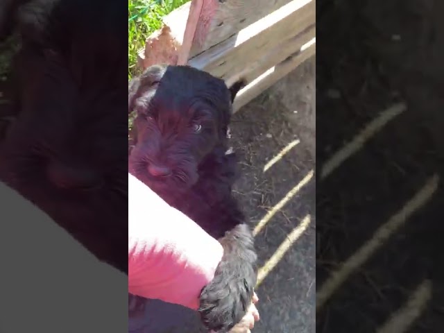 Ruso Negro Terrier cachorro en venta